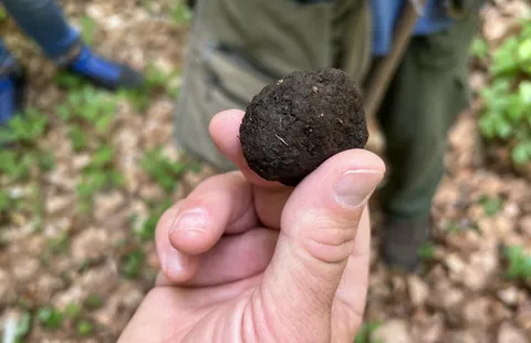 Image of Truffle Hunting Adventure Image of Truffle Hunting Adventure
