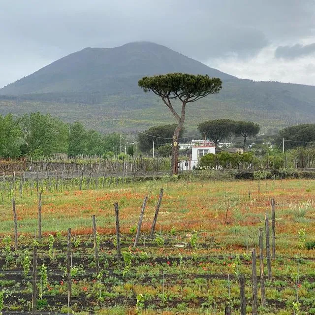 sorrentofirstchoice - Instagram Photo 9 sorrentofirstchoice - Instagram Photo 9